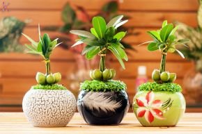 CÓ NÊN HAY KHÔNG TRỒNG CÂY CẢNH TRONG PHÒNG NGỦ?